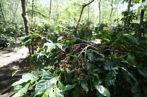 Aktivitas pengolahan kopi di perkebunan PalmCo, di tengah strategi penundaan panen demi menjaga kualitas biji kopi akibat anomali cuaca awal 2026.