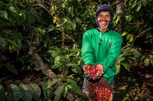Hamparan kebun kopi di lereng Pegunungan Ijen, Bondowoso, Jawa Timur. Lebih dari sekadar komoditas, perkebunan kopi menjadi bagian dari sejarah, mata pencaharian masyarakat, pengetahuan lintas generasi, sekaligus ekosistem yang terus dijaga.