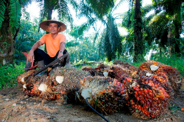 PTPN IV PalmCo memperkuat pendampingan Program Peremajaan Sawit Rakyat (PSR) melalui kemitraan dan peran offtaker untuk mendukung produktivitas serta keberlanjutan kebun sawit rakyat.