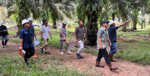 Perkuat Pengawasan Operasional, PTPN IV Regional VII Genjot Produktivitas Kebun di Lampung