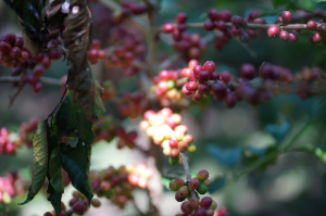 Tunda Panen Demi Kualitas, Bisnis Kopi PTPN IV PalmCo Tetap Bukukan Laba Rp3,43 Miliar di Awal 2026