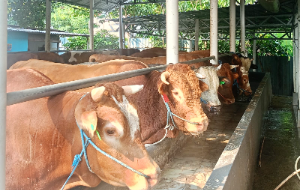 Bolehkah Kulit Hewan Kurban Dijual? Muhammadiyah Jelaskan Hukumnya untuk Kepentingan Umat