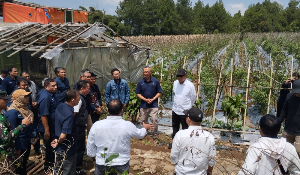 PTPN I Gandeng Investor China Kembangkan Budi Daya Bawang di Jawa Barat
