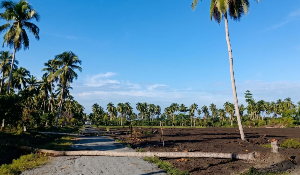 Holding Perkebunan Nusantara Tegaskan Kebun Awaya Berstatus HGU Sah, PTPN I Siapkan Hilirisasi Kelapa dan Pala di Maluku
