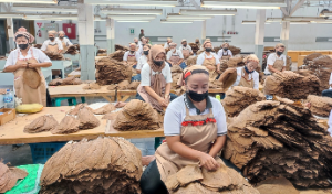 Holding Perkebunan Nusantara Perkuat Daya Saing Global, Tembakau Premium PTPN I Jadi Primadona Industri Cerutu Dunia