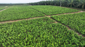 Holding Perkebunan Nusantara Percepat PSR di Riau, PTPN IV PalmCo Siap Dukung Program B50 dengan 17.100 Hektare Sawit Diremajakan