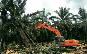 Holding Perkebunan Nusantara Percepat Program PSR, PTPN IV Regional V Capai 50 Persen Target Peremajaan Sawit Rakyat 2026