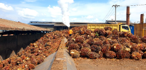 Holding Perkebunan Nusantara Lampaui Target Pembelian TBS Semester I 2026, PTPN IV Regional V Perkuat Kemitraan Petani Sawit