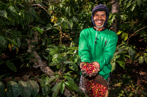 Kebun Kopi Ijen, Warisan Lebih dari Seabad yang Terus Menghidupi Masyarakat