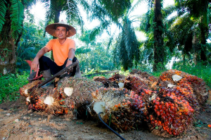 Dukung Akselerasi Target Nasional, PTPN Group melalui PTPN IV PalmCo Konsisten Jalankan Kemitraan Murni dan Serap TBS Program PSR